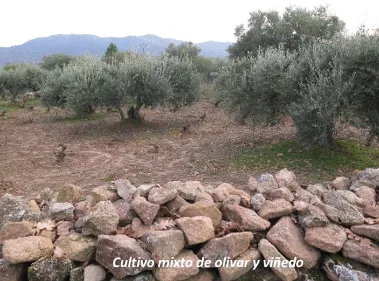 Captura de pantalla_15-7-2025_15284_rozasdepuertoreal.es