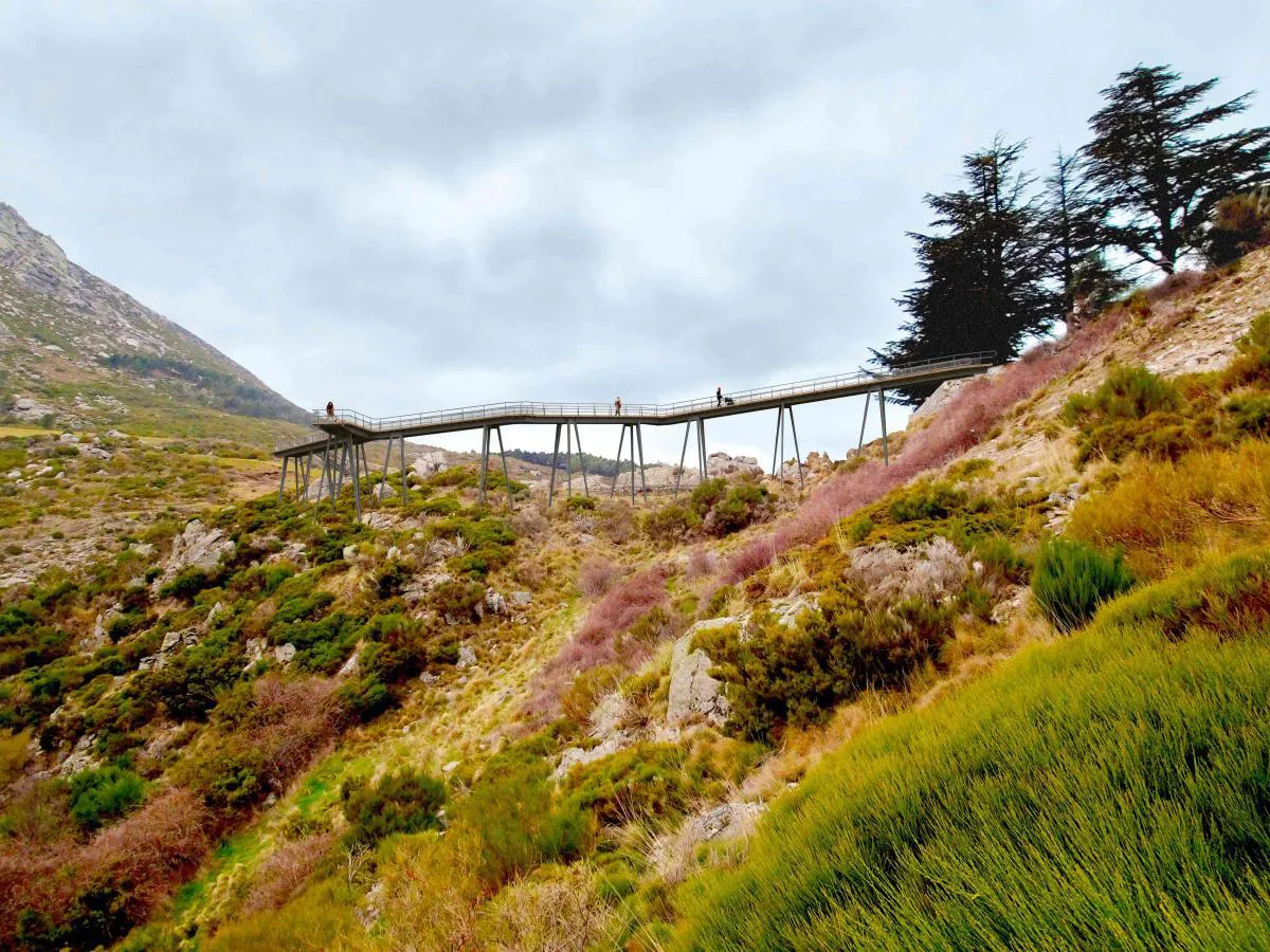 holleghaMIR05-2RED_(1)