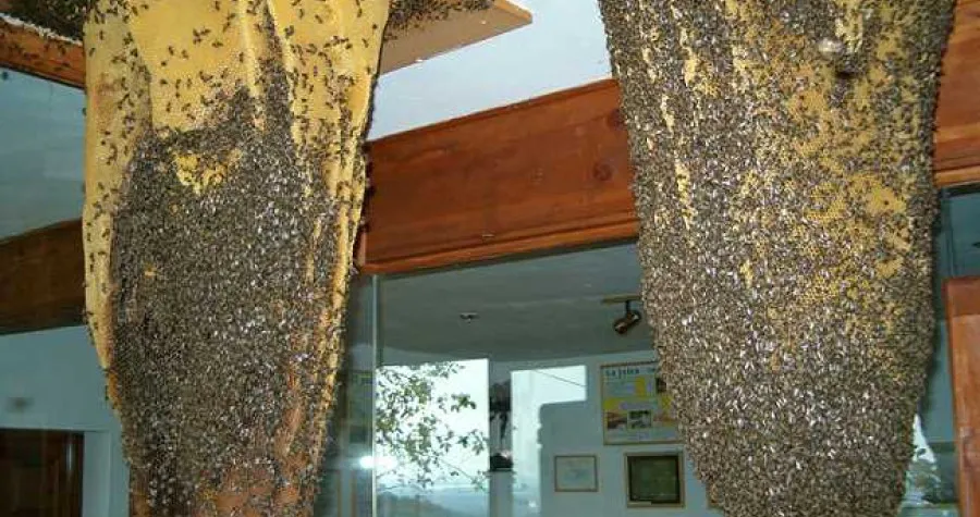 aula-museo-de-abejas-del-valle aula-museo-de-abejas-del-valle